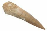 Fossil Spinosaurus Tooth - Real Dinosaur Tooth #222574-1